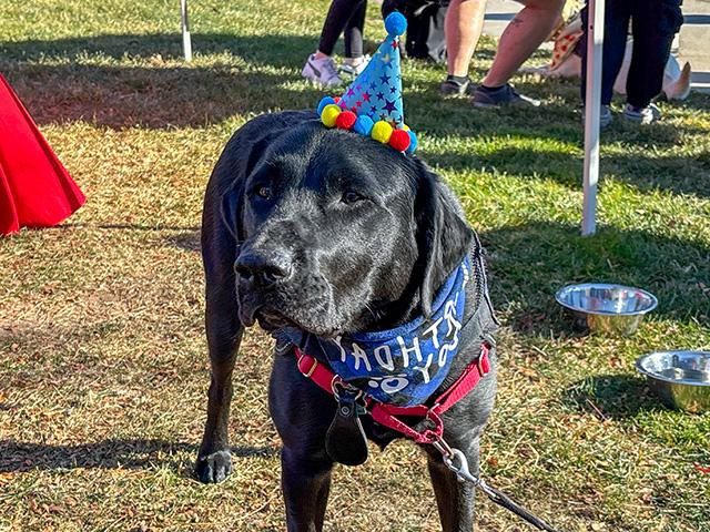 UHart's comfort dog, Teddy, celebrated his third birthday.